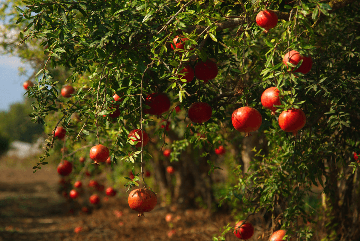 Image of Mosaic mosaic_observation All Good Things Must Come to an End, but What Does That Have to Do with Summer?